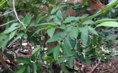 अयोध्या: गोकशी का प्रयास विफल: खंडासा थाना क्षेत्र में पुलिस की सख्त कार्रवाई शुरू