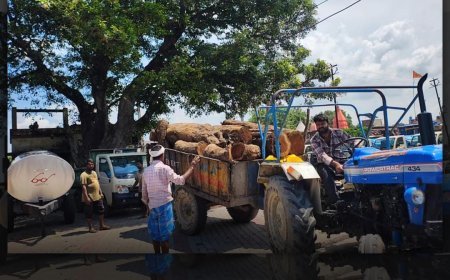 अम्बेडकर नगर: पेड़ काटो, लकड़ी बेचो… पकड़े जाओ तो लकड़ी वापस गिरा दो
