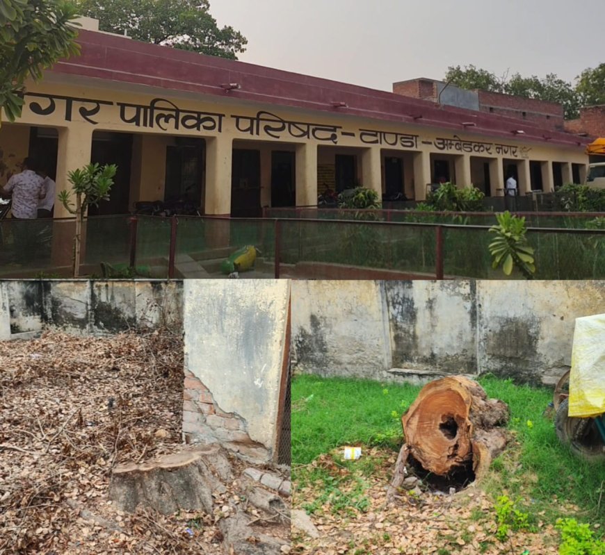 अम्बेडकर नगर: नगर पालिका के जेई जलकल व अध्यक्ष पर शीशम का पेड़ गायब कराने का आरोप, लाखों की हेरा-फेरी