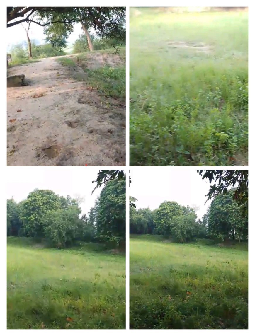 अम्बेडकरनगर: मकोईया में अमृत सरोवर या "भ्रष्टाचार सरोवर" ? तालाब बना तबेला, नोटों की बही खाता