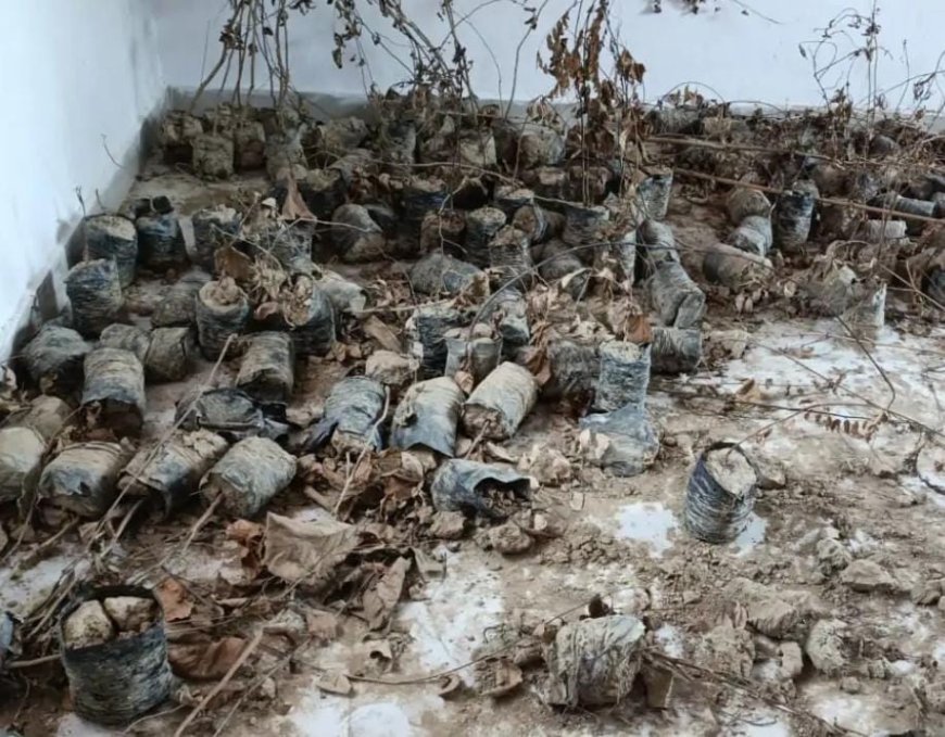 अम्बेडकरनगर  : “माँ के नाम पेड़ "  मगर यहाँ तो पौधे माँ के पास ही चले गए