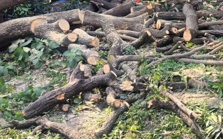 अम्बेडकर नगर: सरकारी स्कूल में दिनदहाड़े 3 हरे पेड़ों की हत्या, सबूत मिटाने की साजिश का आरोप