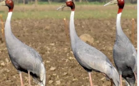 पीलीभीत में बढ़ा सारसों का कुनबा, शीतकालीन गणना में मिले 98 सारस