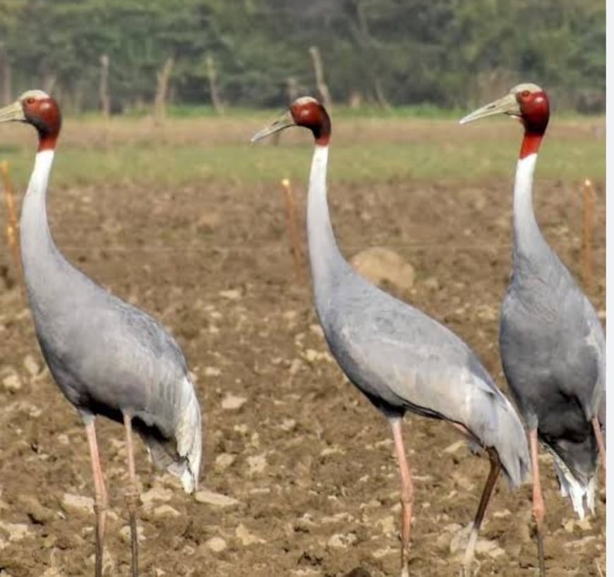 पीलीभीत में बढ़ा सारसों का कुनबा, शीतकालीन गणना में मिले 98 सारस