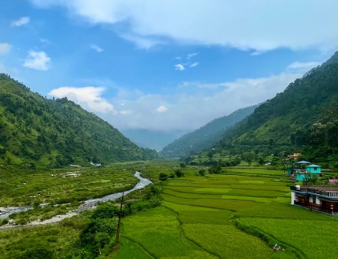 देहरादून के साल के वनों में होपलो कीट का प्रकोप बढ़ा, हजारों पेड़ खतरे में