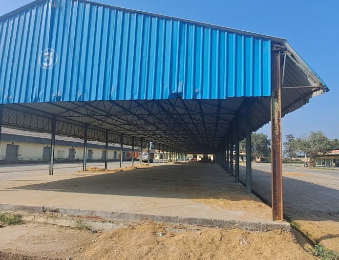 पीलीभीत: धान खरीद में खेल, मंडी में टीनशेड खाली, हजारों कुंतल बाकी, जांच की मांग तेज