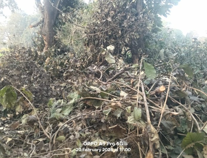 अम्बेडकर नगर: वन दरोगा की मिलीभगत से सागौन कटान का आरोप, पुलिस भी घेरे में