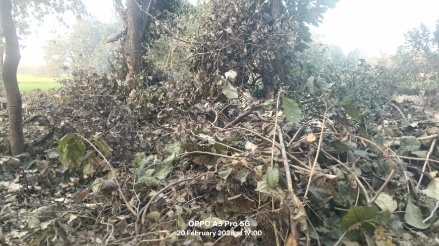 अम्बेडकर नगर: वन दरोगा की मिलीभगत से सागौन कटान का आरोप, पुलिस भी घेरे में