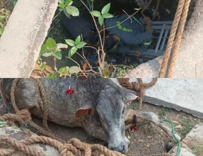 लखीमपुर खीरी : फायर सर्विस की तत्परता से कुएं में गिरे बछड़े की बची जान ।