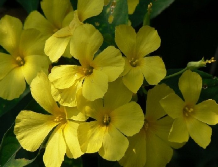 Phool Dei Festival 2026: उत्तराखंड में मनाया गया फूलदेई पर्व, देहरी पर फूल चढ़ाकर दिया खुशहाली की शुभकामनाएं