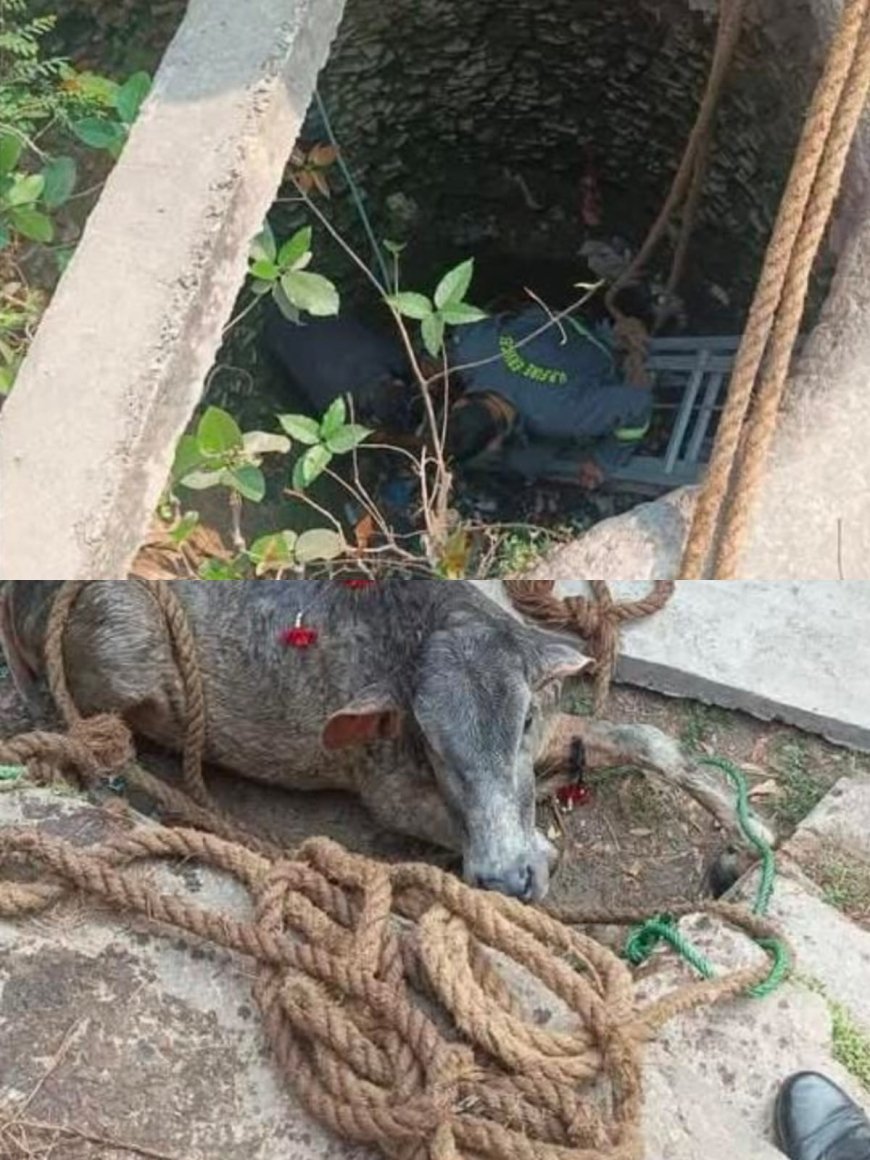 लखीमपुर खीरी : फायर सर्विस की तत्परता से कुएं में गिरे बछड़े की बची जान ।