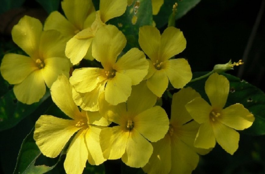 Phool Dei Festival 2026: उत्तराखंड में मनाया गया फूलदेई पर्व, देहरी पर फूल चढ़ाकर दिया खुशहाली की शुभकामनाएं