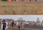 हाईटेंशन बिजली लाइन से निकली चिंगारी ने मचाई भीषण आग, लखीमपुर खीरी में 81 बीघा गेहूं की फसल जलकर राख
