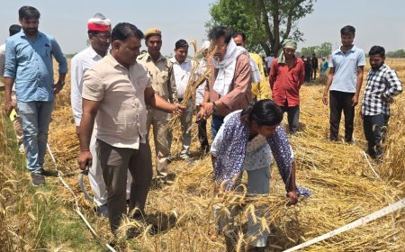 एसडीएम कसया डॉ संतराज सिंह बघेल के नेतृत्व में गेहूं की हुई क्रॉप कटिंग