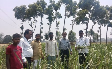 कुशीनगर में गन्ना फसल पर बेधक कीट का बढ़ता प्रकोप, किसानों को अलर्ट