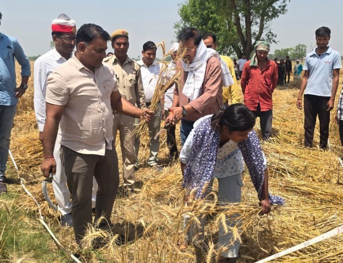 एसडीएम कसया डॉ संतराज सिंह बघेल के नेतृत्व में गेहूं की हुई क्रॉप कटिंग