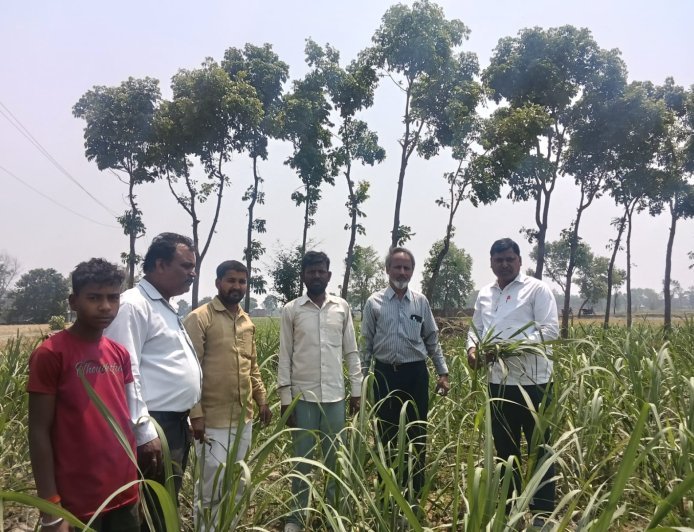 कुशीनगर में गन्ना फसल पर बेधक कीट का बढ़ता प्रकोप, किसानों को अलर्ट