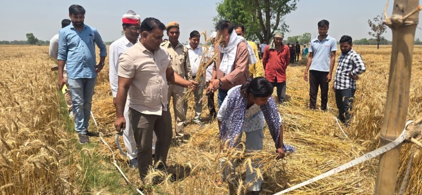 एसडीएम कसया डॉ संतराज सिंह बघेल के नेतृत्व में गेहूं की हुई क्रॉप कटिंग