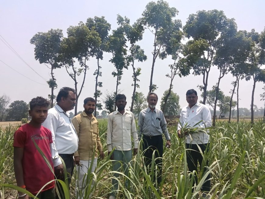 कुशीनगर में गन्ना फसल पर बेधक कीट का बढ़ता प्रकोप, किसानों को अलर्ट