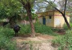 हरदोई : कछौना का आरोग्य मंदिर उपकेन्द्र पुरवा खुद 'कुपोषित', परिसर बना तबेला, जिम्मेदार मौन