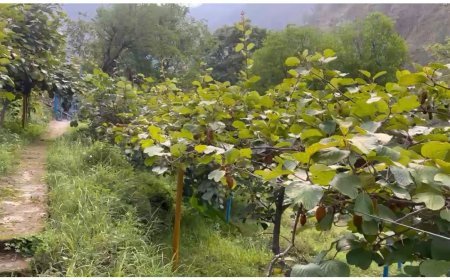 पौड़ी गढ़वाल : सेब-कीवी से आत्मनिर्भर बने दीनदयाल