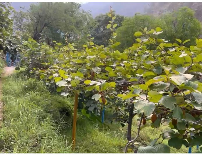 पौड़ी गढ़वाल : सेब-कीवी से आत्मनिर्भर बने दीनदयाल