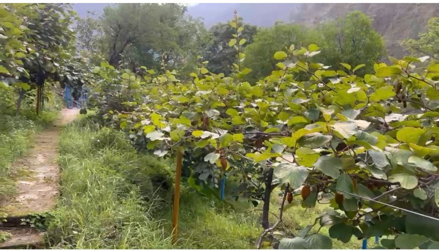 पौड़ी गढ़वाल : सेब-कीवी से आत्मनिर्भर बने दीनदयाल