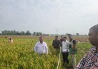 प्रधानमंत्री फसल बीमा योजना के तहत फसल कटाई प्रयोगों का संयुक्त निदेशक डॉ. अश्विनी कुमार ने किया निरीक्षण*