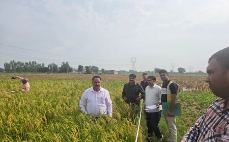 प्रधानमंत्री फसल बीमा योजना के तहत फसल कटाई प्रयोगों का संयुक्त निदेशक डॉ. अश्विनी कुमार ने किया निरीक्षण*