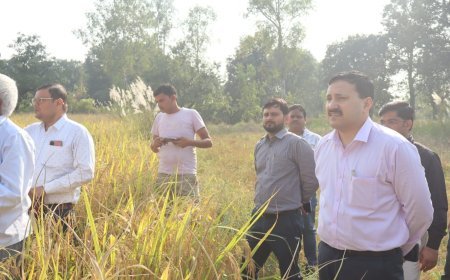 डीएम की मौजूदगी में धान की क्रॉप कटिंग,  हरदोई मे 60.51 कुंतल प्रति हेक्टेयर उपज दर्ज