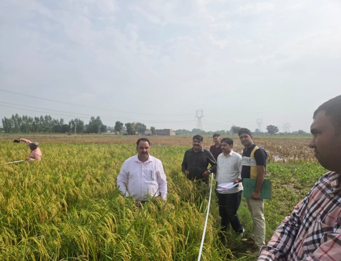 प्रधानमंत्री फसल बीमा योजना के तहत फसल कटाई प्रयोगों का संयुक्त निदेशक डॉ. अश्विनी कुमार ने किया निरीक्षण*