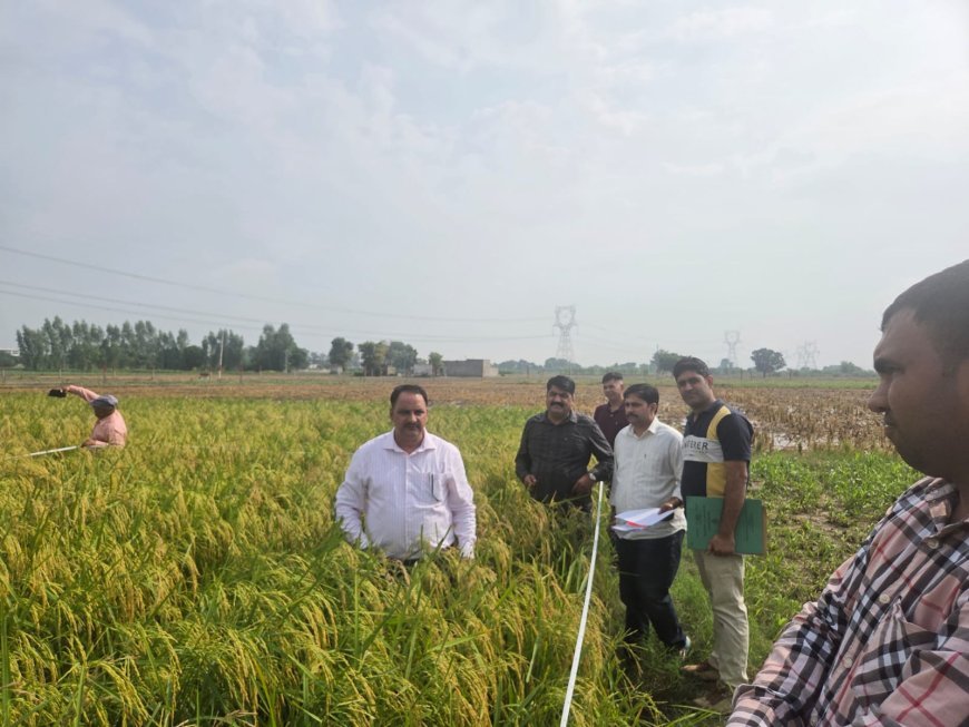 प्रधानमंत्री फसल बीमा योजना के तहत फसल कटाई प्रयोगों का संयुक्त निदेशक डॉ. अश्विनी कुमार ने किया निरीक्षण*